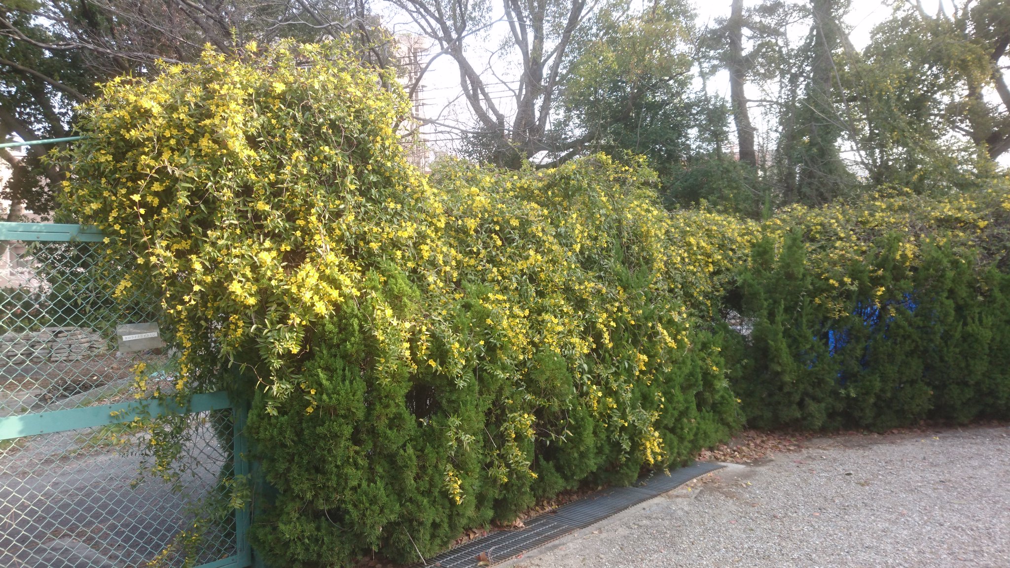 鶴舞公園 Sur Twitter カロライナジャスミン Gelsemium Sempervirens ゲルセミウム科ゲルセミウム属 ジャスミンと名前がつきますが 毒があるのでハーブとしての利用はできません ジャスミン Jasminum Sambac は モクセイ科ソケイ属です