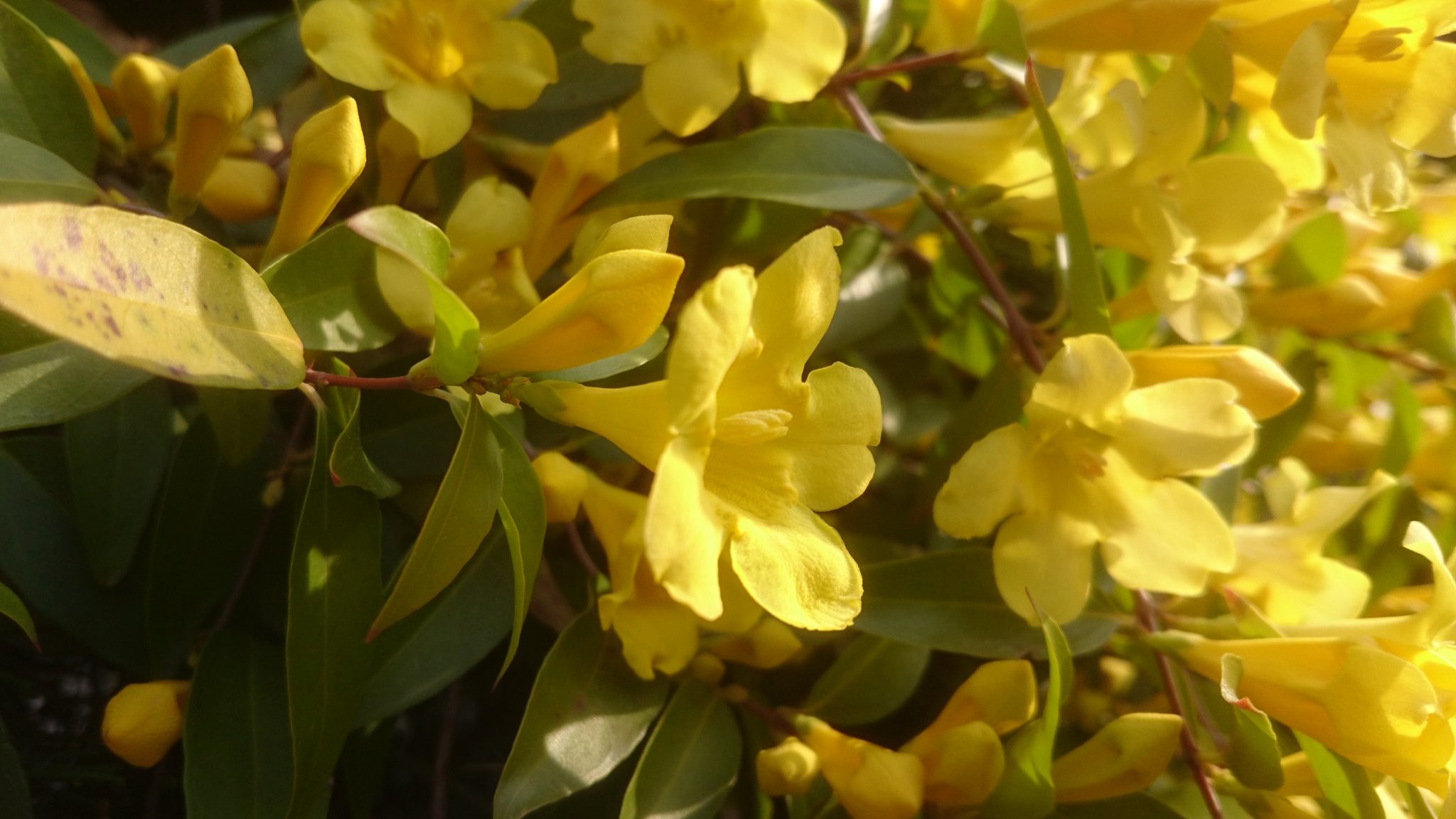 鶴舞公園 カロライナジャスミン Gelsemium Sempervirens ゲルセミウム科ゲルセミウム属 ジャスミンと名前がつきますが 毒があるのでハーブとしての利用はできません ジャスミン Jasminum Sambac は モクセイ科ソケイ属です