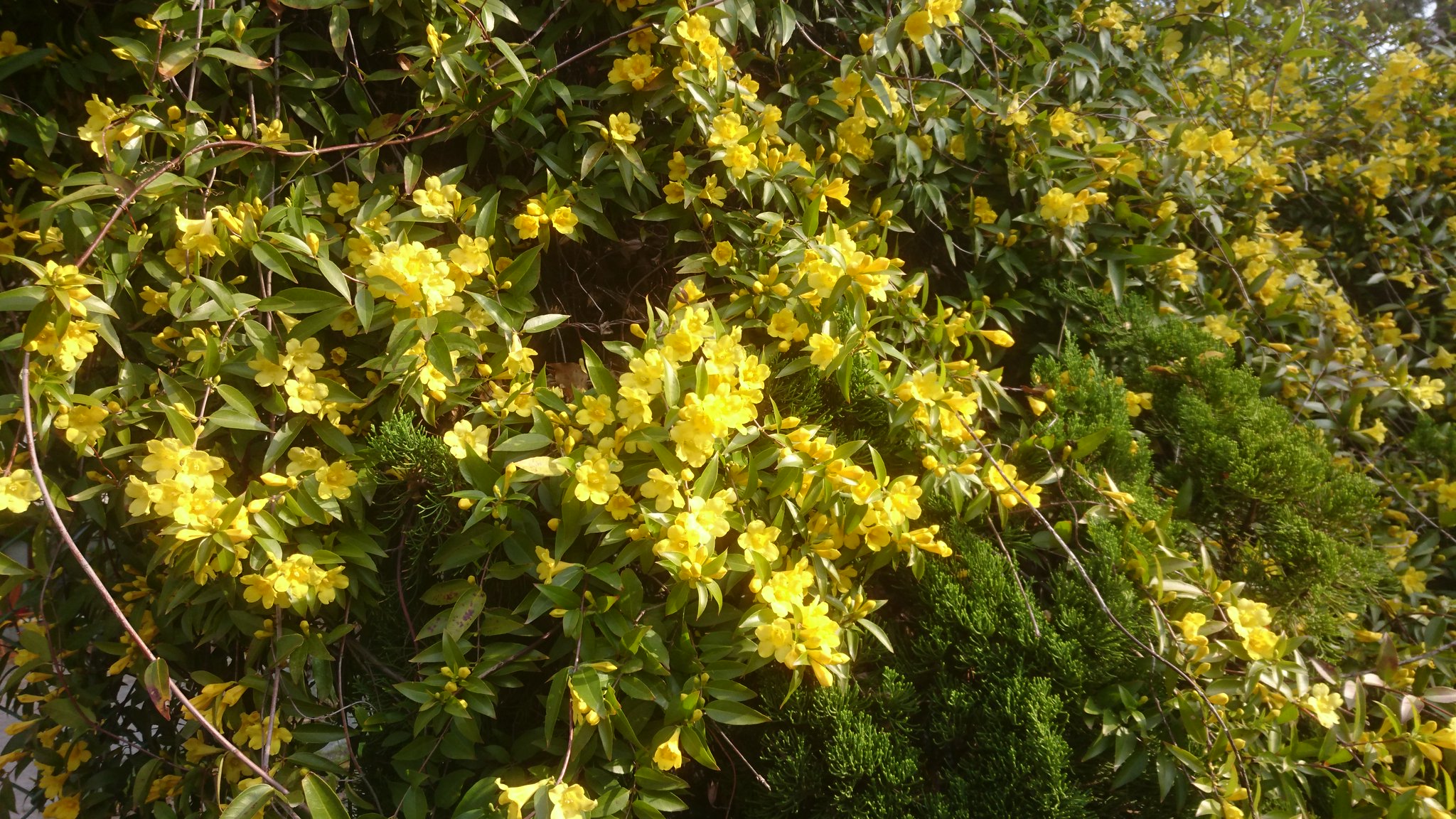 鶴舞公園 カロライナジャスミン Gelsemium Sempervirens ゲルセミウム科ゲルセミウム属 ジャスミンと名前がつきますが 毒があるのでハーブとしての利用はできません ジャスミン Jasminum Sambac は モクセイ科ソケイ属です T Co Wouuvaun