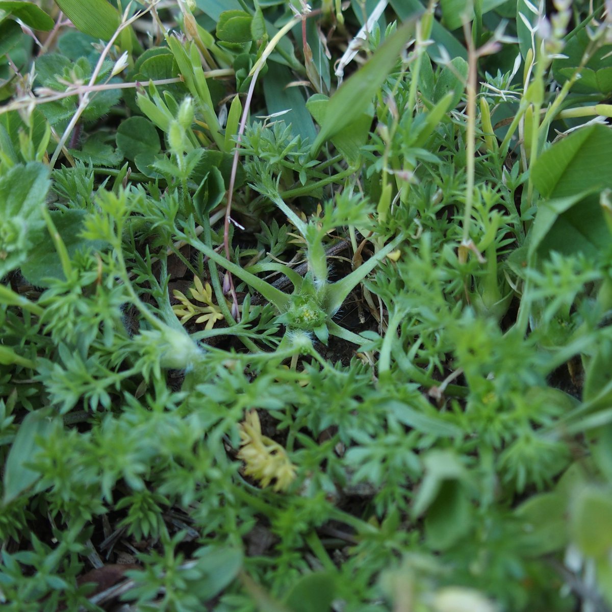 芝生に膝をついてタンポポを撮影したのですが、膝の下にはメリケントキンソウ！大阪の公園や河川敷で増えつつあるキク科の外来植物。地面すれすれに花をつけ、熟した果実には棘があり刺さると痛い。まだ花の時期なので膝つけたけど、来月なら痛い目にあってたことでしょう。 #長居植物園案内無観客試合