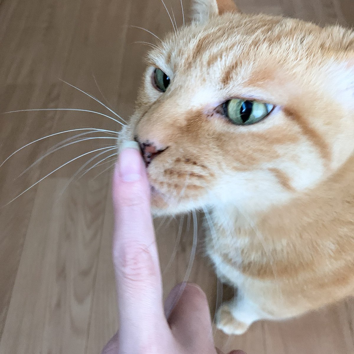chi_bit_'s tweet photo. 人差し指を出すと猫が釣れます #cating https://t.co/iHaes5BXIG