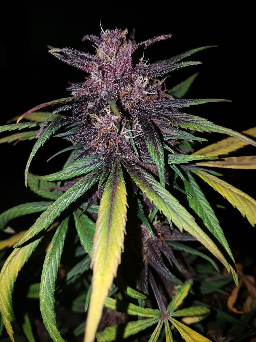 magalicastillx's tweet photo. Feliz 4/20 💚
Excelente ocasión para pedir #AutoCultivo #DevilCream https://t.co/POnRG6Vvbg