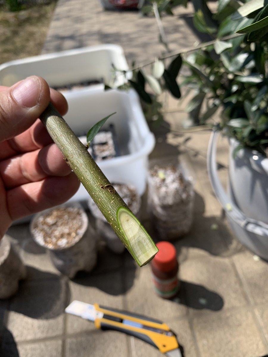 にゃむぼん オリーブ挿し木6日目 とりあえず順調そう