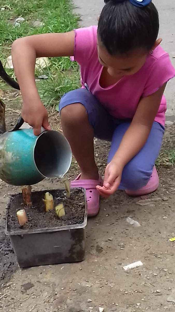 CbitSanAntonio's tweet photo. Nuestros estudiantes de la EB San Antonio con el apoyo de sus padres, nos muestran como elaborar un semillero, desde sus hogares.
#CadaFamiliaUnaEscuela
@Fundabitp
@Marlintorres08 
@vane_prieto 
@ebsanantonio https://t.co/cVUy1E7Oxo