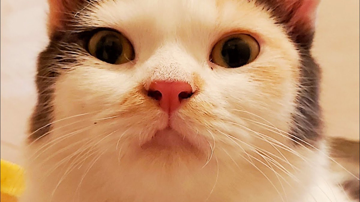 MeowMoeDotCom's tweet photo. খাবো খাবো খাবো! Cute cats are so much hungry ...
 
#Cats #Cat #Kittens #Kitten #Kitty #Pets #Pet #Meow #Moe #CuteCats #CuteCat #CuteKittens #CuteKitten #MeowMoe
 
#Cat #CatLive #CatLiveStream #CatVideo #CatVideos2020 #CatVideosClean
 
https://t.co/S3QtGYrHlq
 
. https://t.co/59pN5xEGiz