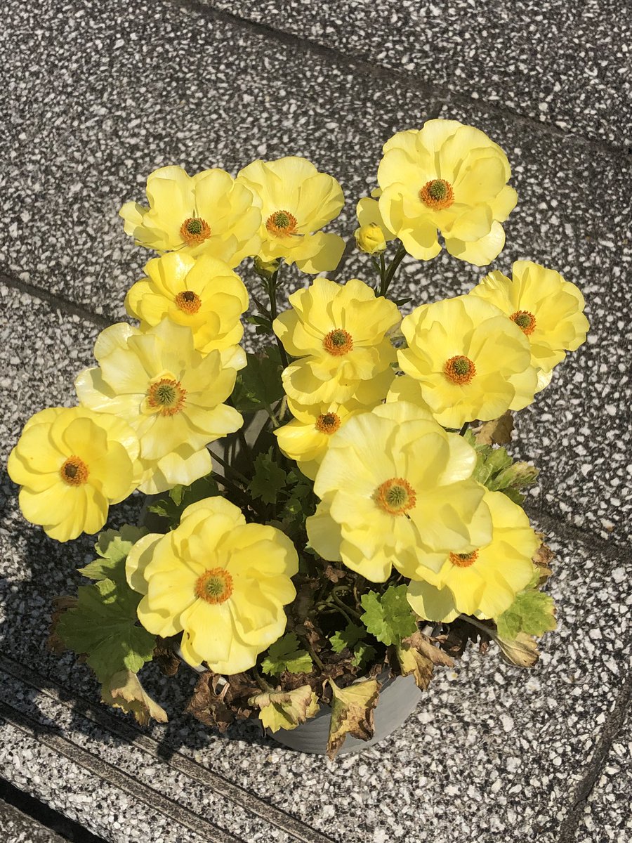 福永哲也 Twitterissa ラナンキュラス ラックスシリーズが開花中です 植えっぱなしで毎年咲きますが 新しい培養土で植え替えたほうがいいと思います ラナンキュラス ラックス 球根植物 ガーデニング 花好きな人と繋がりたい