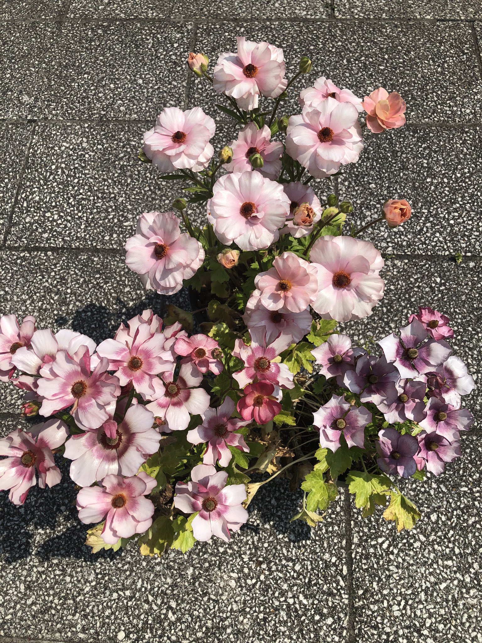 福永哲也 ラナンキュラス ラックスシリーズが開花中です 植えっぱなしで毎年咲きますが 新しい培養土で植え替えたほうがいいと思います ラナンキュラス ラックス 球根植物 ガーデニング 花好きな人と繋がりたい