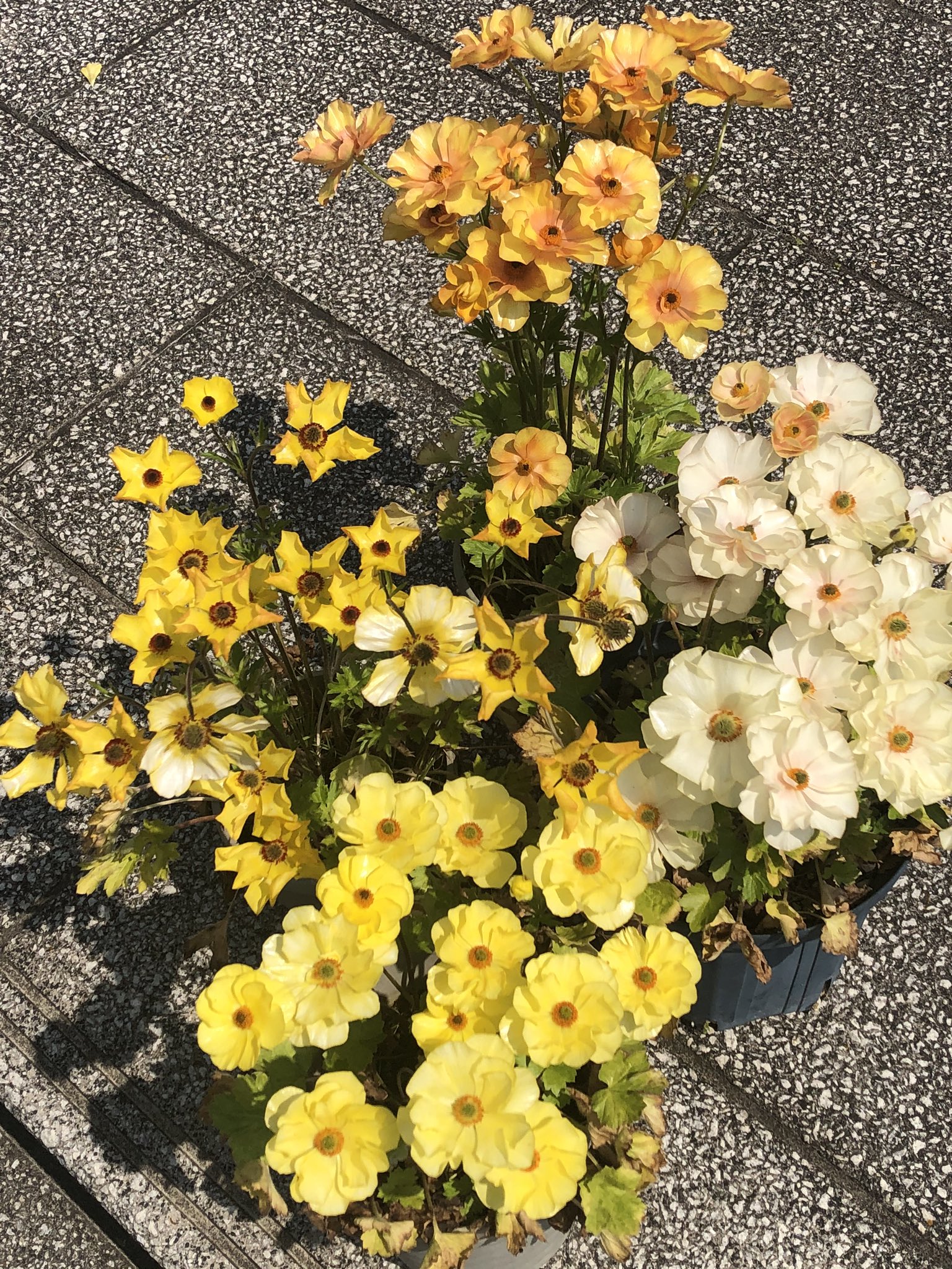 福永哲也 Twitterissa ラナンキュラス ラックスシリーズが開花中です 植えっぱなしで毎年咲きますが 新しい培養土で植え替えたほうがいいと思います ラナンキュラス ラックス 球根植物 ガーデニング 花好きな人と繋がりたい T Co Haxys62cib Twitter