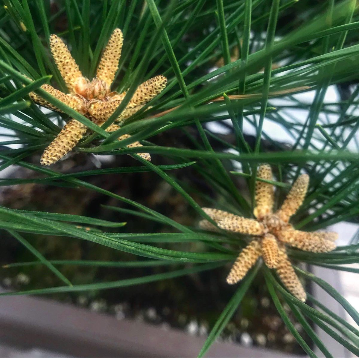 Dave Castro tweet media