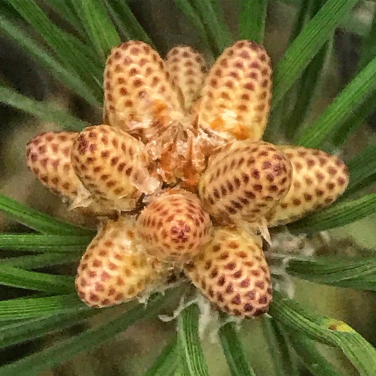 Dave Castro tweet media