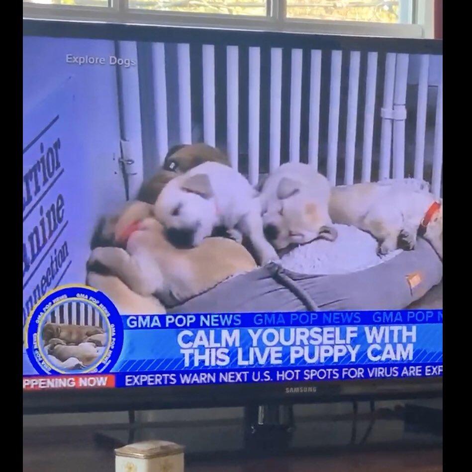 Warrior Canine Connection (@warriorcaninecn) on Twitter photo We just found out our friends <a href="/GMA/">Good Morning America</a> featured our <a href="/exploreorg/">explore.org</a> Puppy Cam! Check out our LIVE cam at: explore.org/livecams/warri…
...and <a href="/LaraSpencer/">Lara Spencer</a> you’re due for a puppy petting session at our new Healing Quarters! It’s an open invitation!
#FurTheLoveOfVeterans We just found out our friends <a href="/GMA/">Good Morning America</a> featured our <a href="/exploreorg/">explore.org</a> Puppy Cam! Check out our LIVE cam at: explore.org/livecams/warri…
...and <a href="/LaraSpencer/">Lara Spencer</a> you’re due for a puppy petting session at our new Healing Quarters! It’s an open invitation!
#FurTheLoveOfVeterans