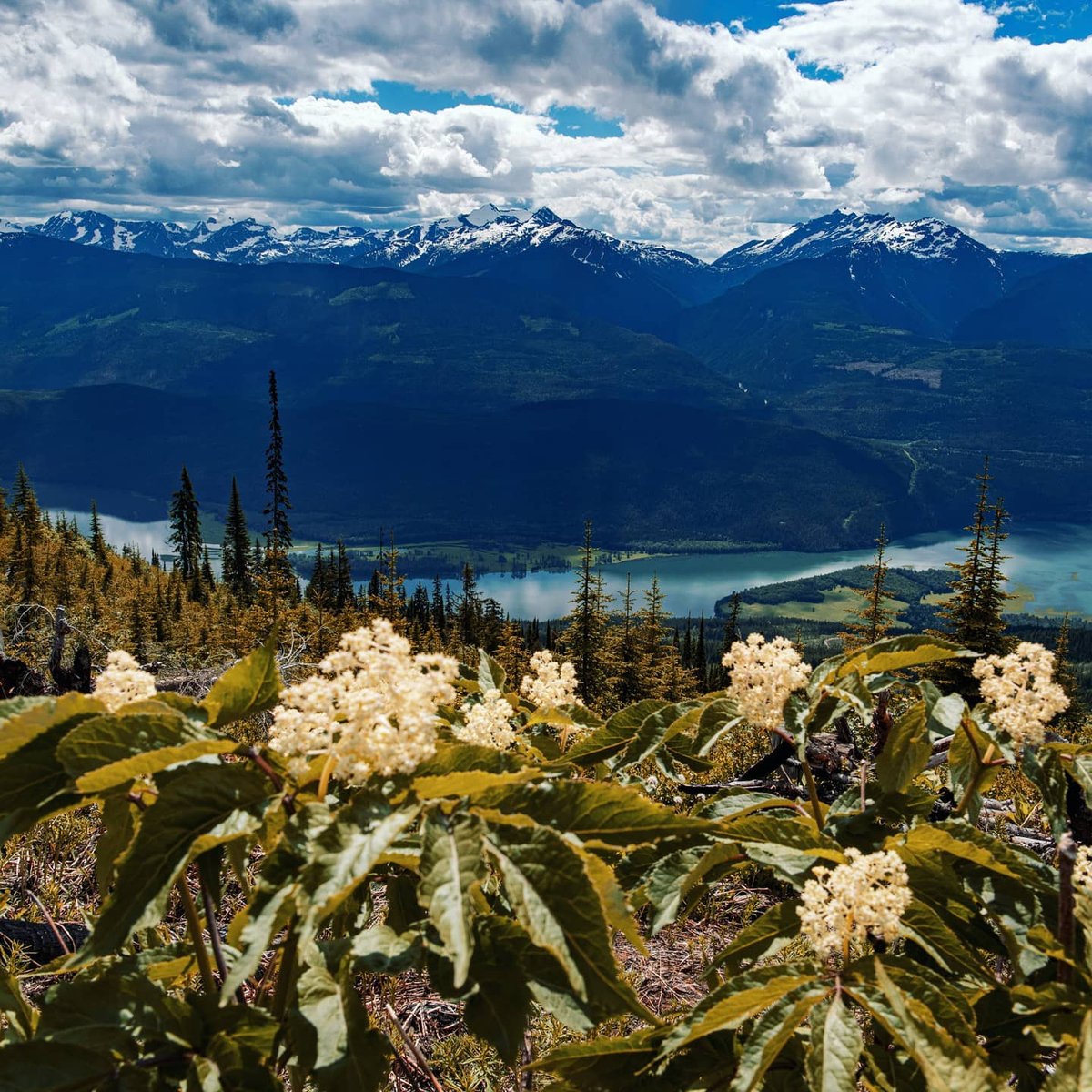 Looking forward to the days that our daily dose of outside will include alpine flowers, warm air and mountain vistas!⁠
⁠
📸 <a href="/daina/">daina</a>.morrison⁠
#TheRealStoke #Revelstoke #ExploreBCLater