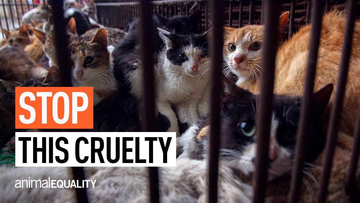 TAKE ACTION: Sign the petition asking <a href="/UN/">United Nations</a> to use its influence to help close down wet markets. bit.ly/wet_markets_us #letsbanwetmarkets