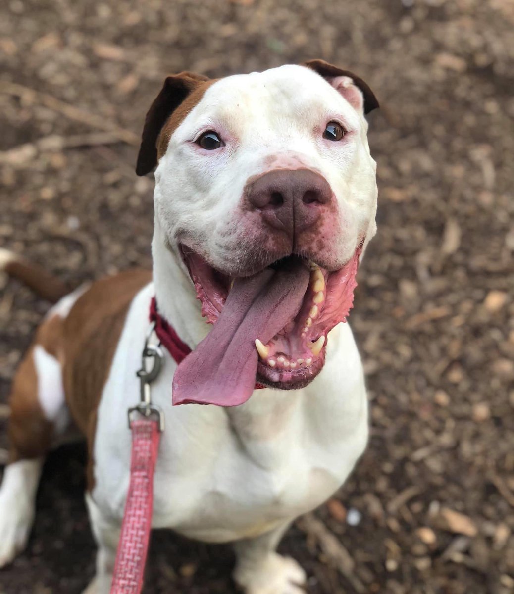 adopt_storm_ny's tweet photo. Meet Zeus! Big goofy boy searching for solo pet &amp; dog savvy home. Seven years young. Enjoys playtime in the yard &amp; walks with his buddies. In May he will be at the shelter for a year. Town of Hempstead Animal Shelter, NY. Email: adoption@tohmail.org #NewYork https://t.co/2ONWd0SKqb