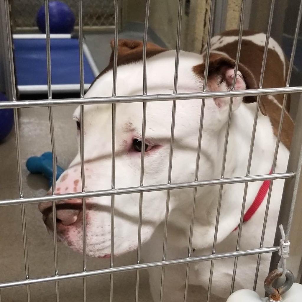 adopt_storm_ny's tweet photo. Meet Zeus! Big goofy boy searching for solo pet &amp; dog savvy home. Seven years young. Enjoys playtime in the yard &amp; walks with his buddies. In May he will be at the shelter for a year. Town of Hempstead Animal Shelter, NY. Email: adoption@tohmail.org #NewYork https://t.co/2ONWd0SKqb