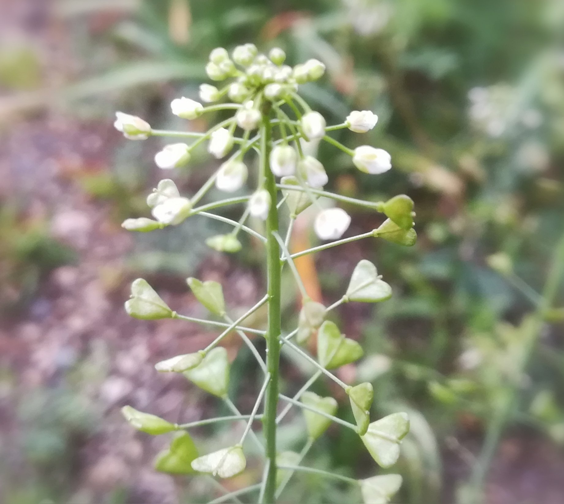 かず 道端で見つけた ぺんぺん草 ハート型の葉 実 を下へ引っ張り シャラシャラ鳴らして遊んだ子供の頃が懐かしく 思わず足をとめました 春の七草のひとつ ナズナなんですね 今日も穏やかに 心も身体も健やかに過ごせますように ナズナの花