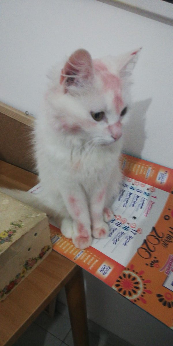 AleznoxP's tweet photo. La mia gatta ha fatto un disastro nella stanza di mia sorella... 
Non si ferma neanche un secondo xD https://t.co/rX4ZNBgrnx