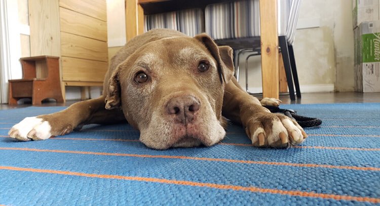 LAadoptRescue's tweet photo. BRUNO BEAR your shelter days are over 🎊🎉🎈Welcome to @LAadoptRescue
Thank you to our fosters, and thank you to our adopters and #rescue community
Another happy ending and a new beginning #TeamBrunoBear #i1326134 #LAadopt
https://t.co/HXQCmwsaqX ʕ•ᴥ•ʔ https://t.co/VI2DTZSGYj