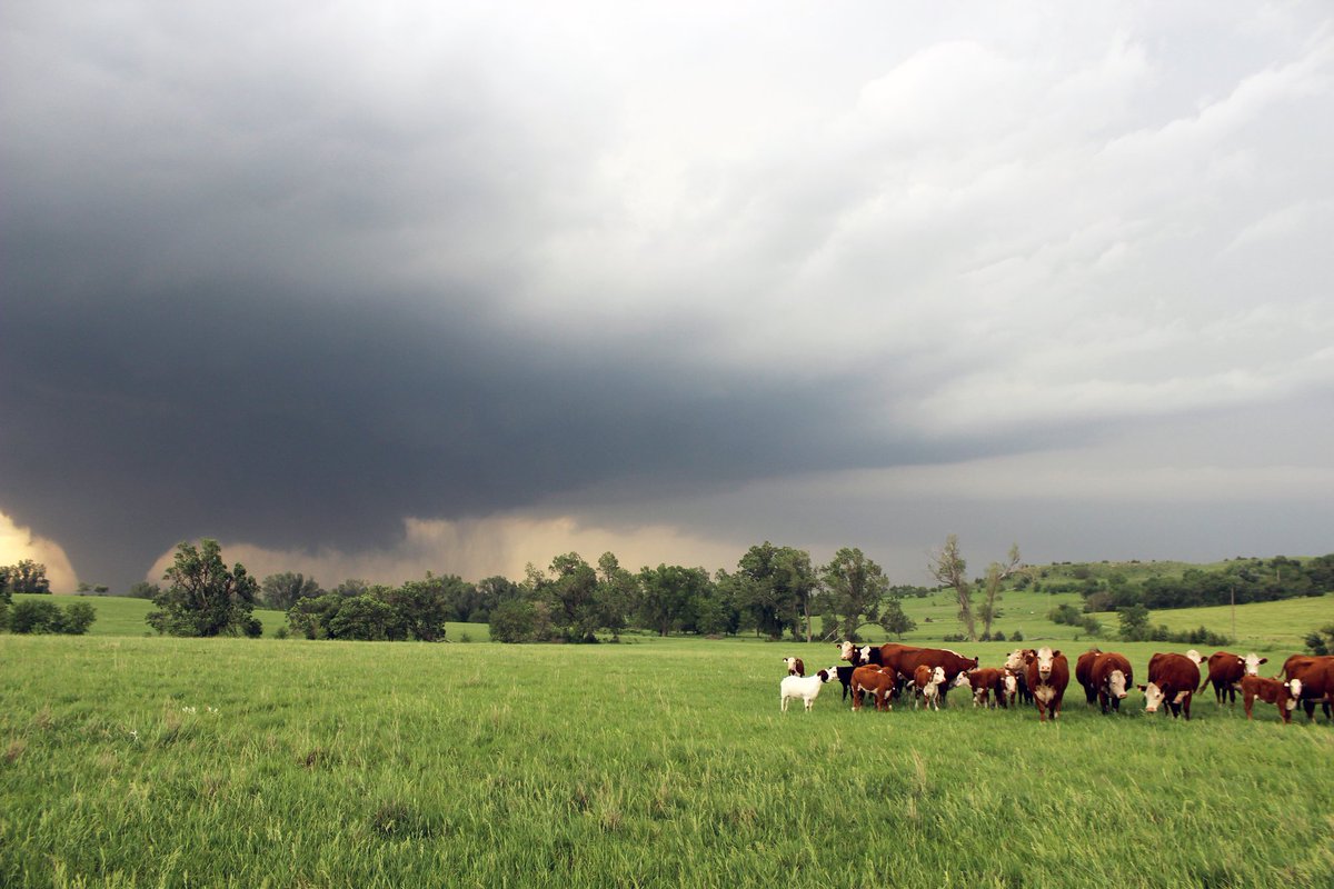 VORTEXJeff's tweet photo. We've got cows. #Twister #Bennington https://t.co/APky9MVioy