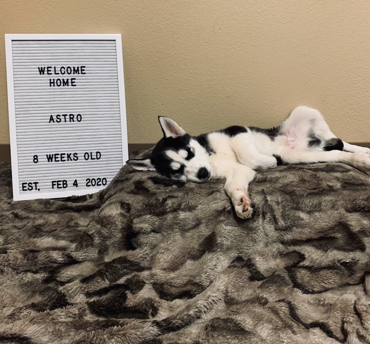 kaebaeman's tweet photo. 8 weeks today ☄️💙 9.90 lbs already https://t.co/PLUBeDcd57