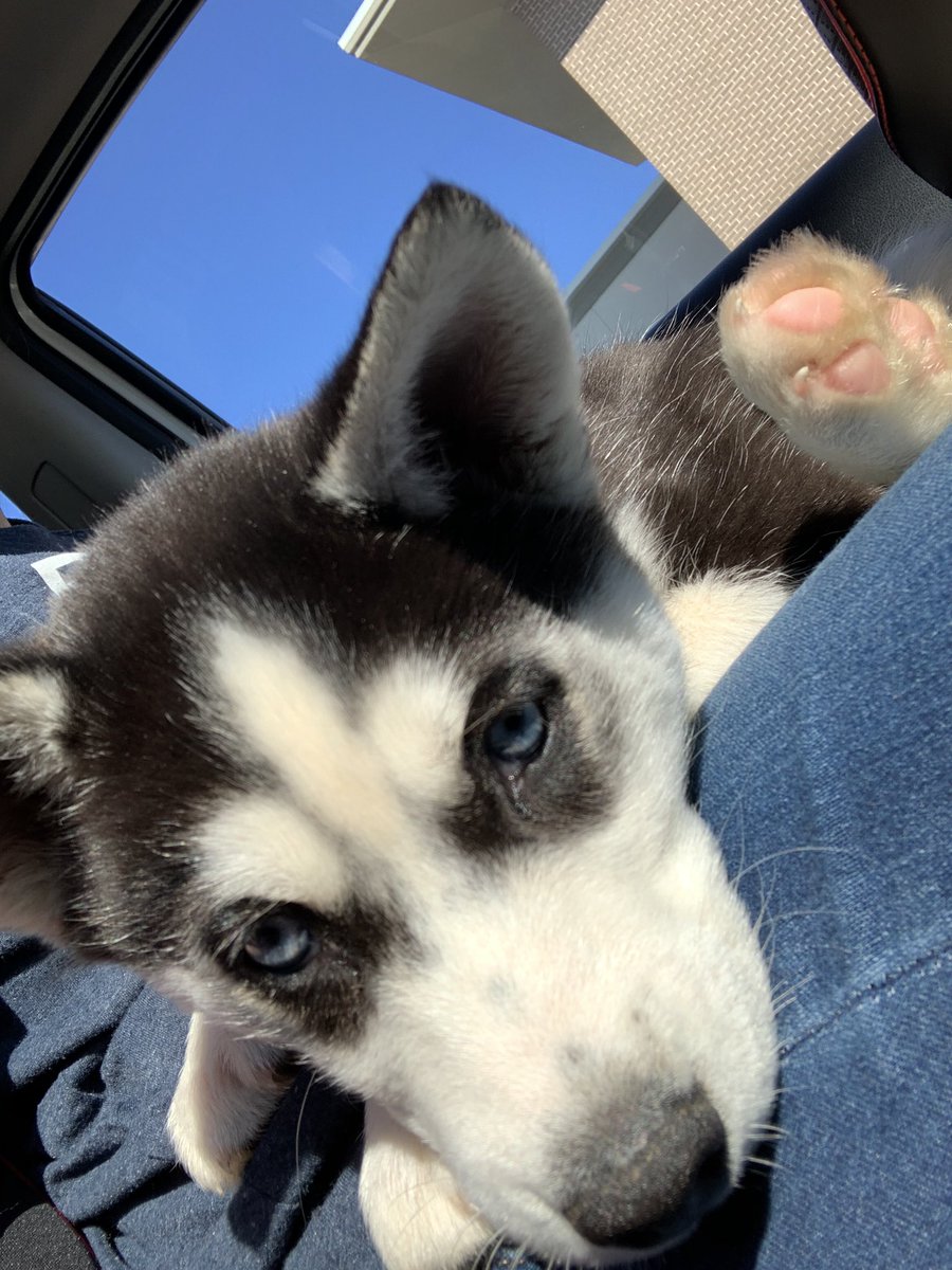kaebaeman's tweet photo. 8 weeks today ☄️💙 9.90 lbs already https://t.co/PLUBeDcd57