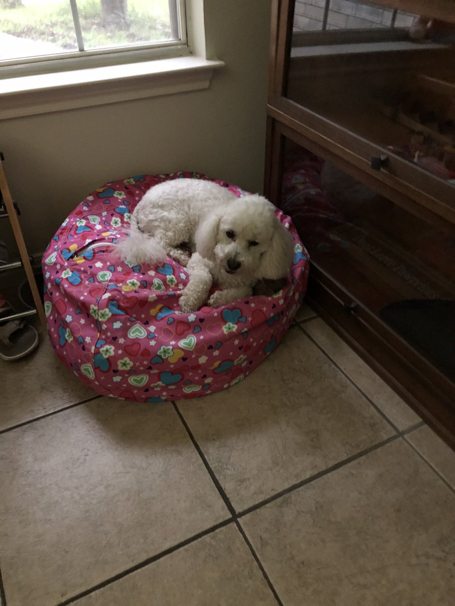 LisaSissis2000's tweet photo. She ❤️s her new “bed”
#poodle #DogsofTwittter #dogsofquarantine #dogsofsa https://t.co/XswXsXitYR