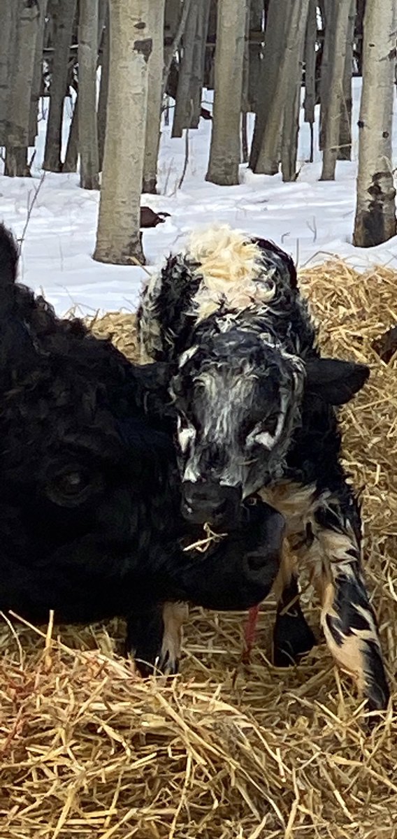 jacquiefenske's tweet photo. Newest addition to the farm. @codiakacres #strathco @speckleparkmag #verynew https://t.co/mRDyxZlpP4