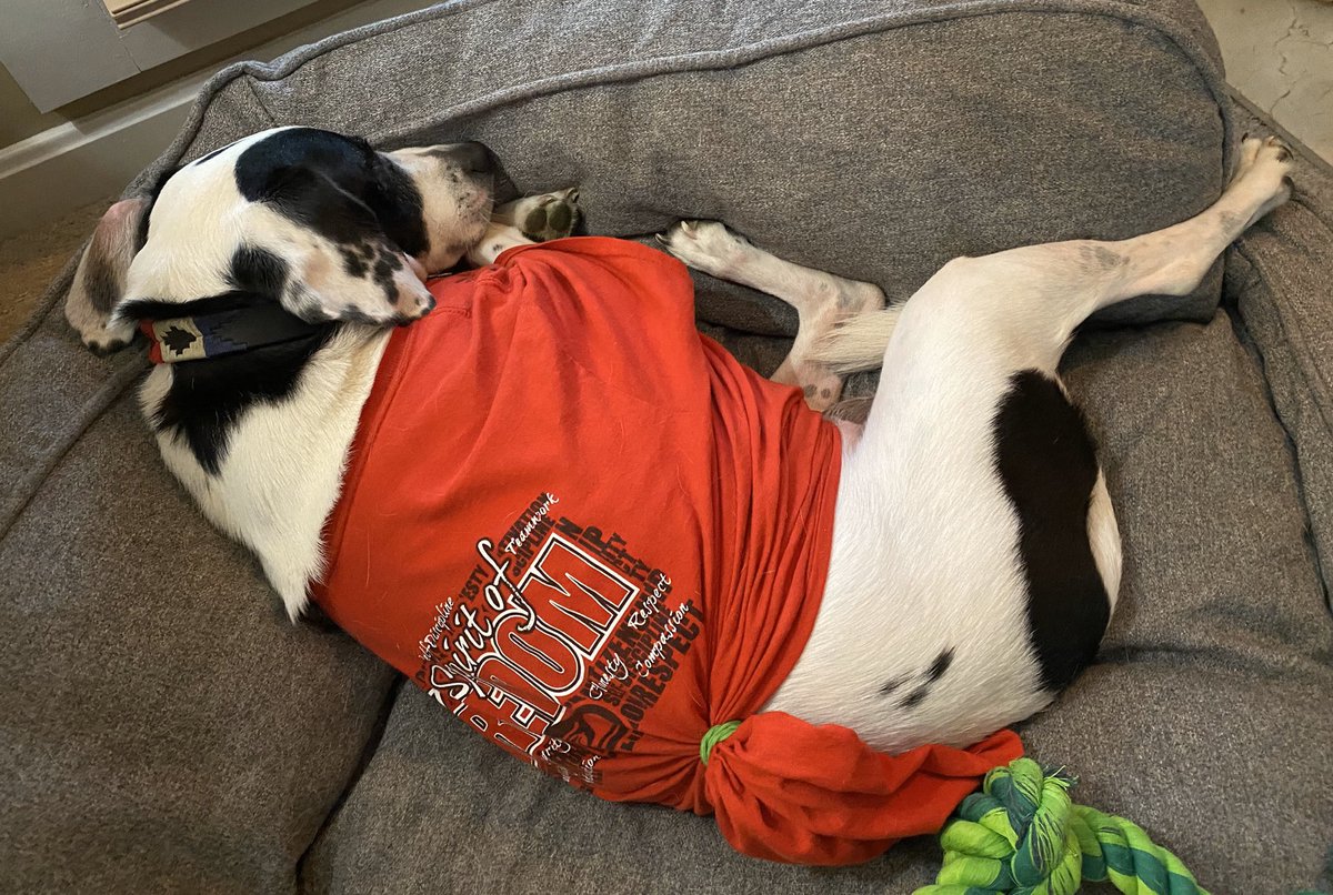 EmmaHurt1976's tweet photo. This Fury #FreedomFalcon is all tuckered out. #FreedomPride #DogsofLakota @Freedom_Lakota https://t.co/doTbuQVyEG