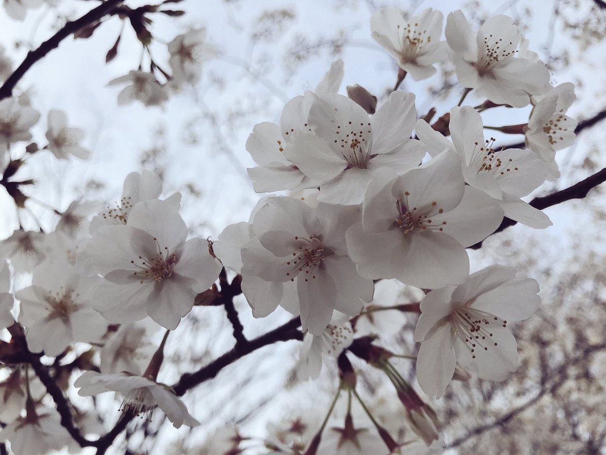 桜の季節ももうすぐ終わり🌸

桜の名所はアメリカを始めとして、意外と世界各地にあります。
けど考えてみると、桜がこんなに日常の景色に溶け込んでる国って日本だけじゃないかな😌
見なれた通勤路や散歩コースでも、ふと桜色が目に飛び込んでくる。

日本の四季ってホントに素敵ですね✨