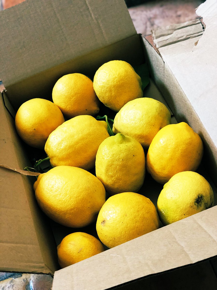 jennifermuro's tweet photo. My first barter! A plethora of my tangerines for @cissyspeaks glorious lemons. #PickUpDropOff #barter #LifeInTheApocalypse https://t.co/3OLg2ABCpS
