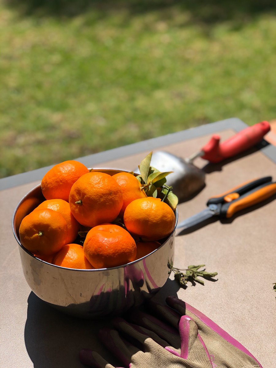jennifermuro's tweet photo. My first barter! A plethora of my tangerines for @cissyspeaks glorious lemons. #PickUpDropOff #barter #LifeInTheApocalypse https://t.co/3OLg2ABCpS