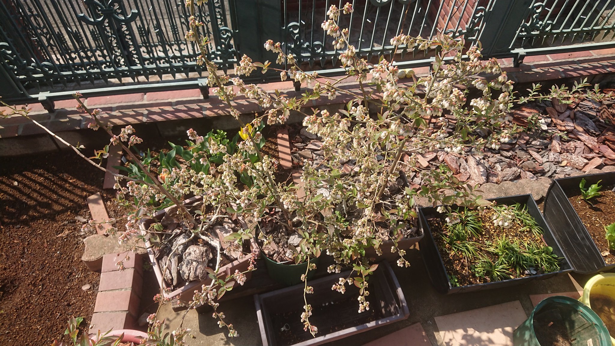 みのりん ラビットアイのノビリス ディライトが満開です 花芽取りすら終わってなかったので 今更ながら花芽取ってます ブルーベリーが増えすぎたせいか だんだんいい加減になってきたな ブドウも植え替えようと思ったら もうちょっと手遅れ