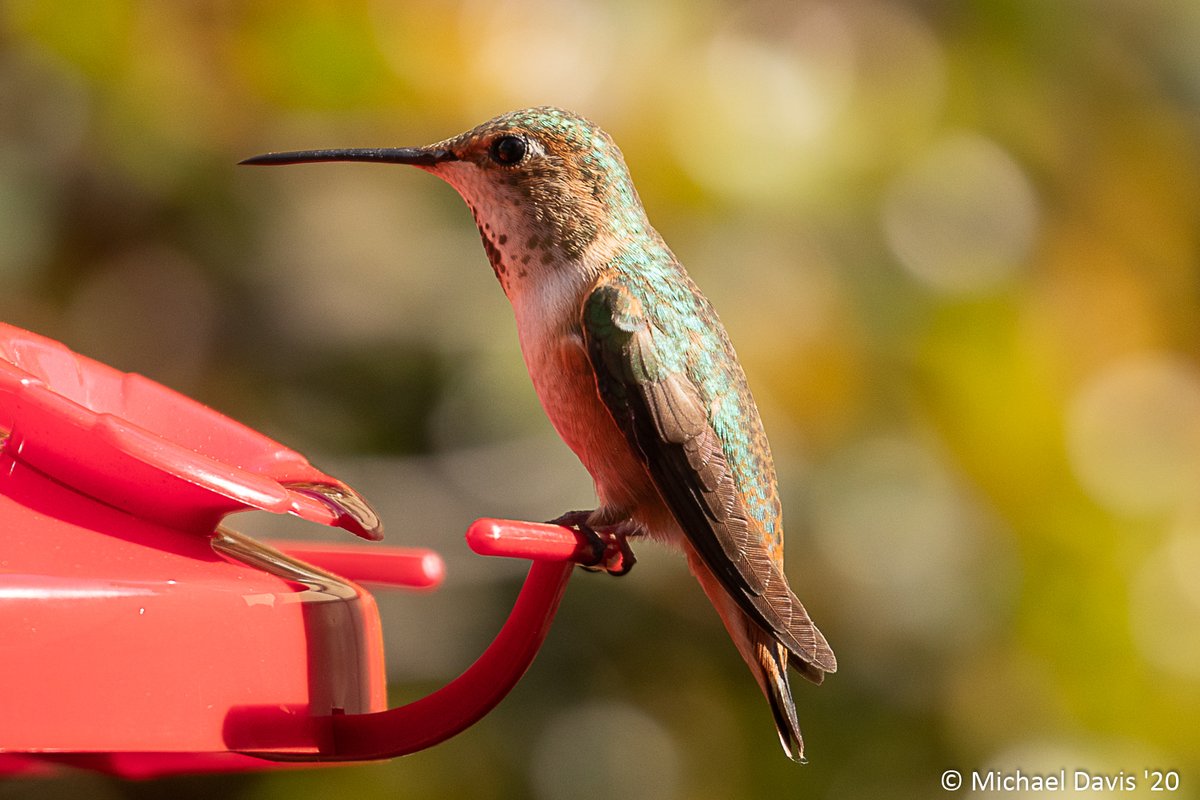 miklextic's tweet photo. A couple of visitors stopping by for #hummingbirdweek https://t.co/K9HSshcELh