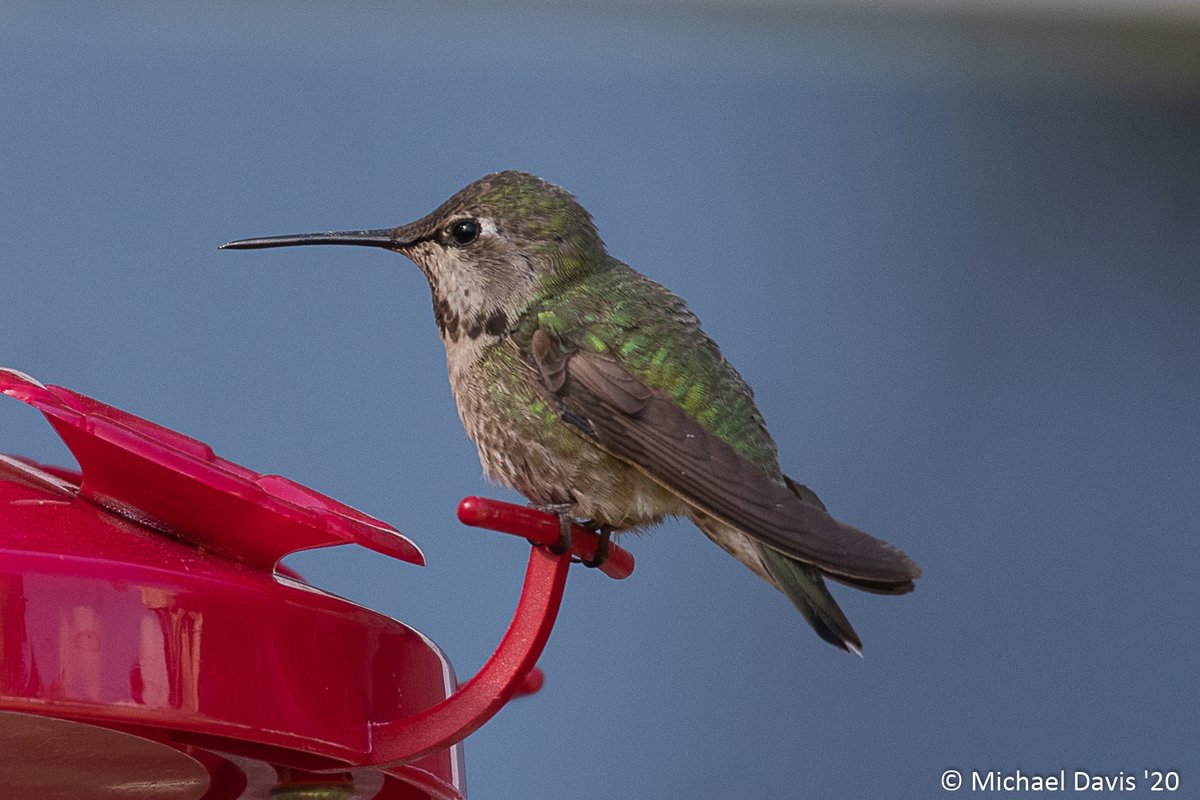 miklextic's tweet photo. A couple of visitors stopping by for #hummingbirdweek https://t.co/K9HSshcELh