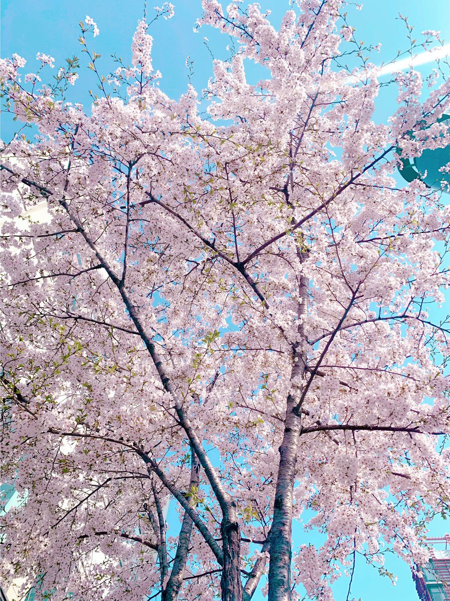 파니 리뷰 tweet media