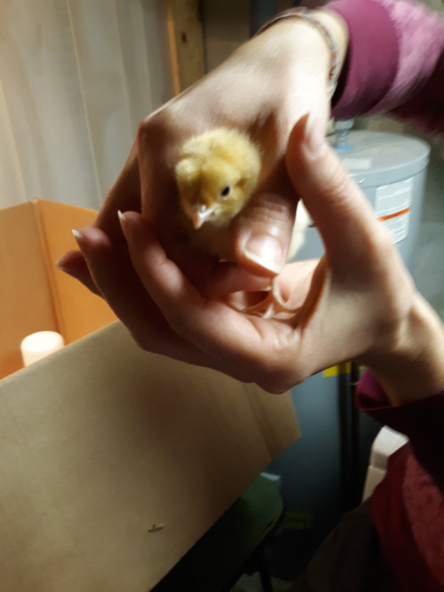 SciCoachOv's tweet photo. So we increased the size of our flock this spring. Nine more chicks at #TeamORanch and I have another coop to build. https://t.co/PO3Io2Nsoy