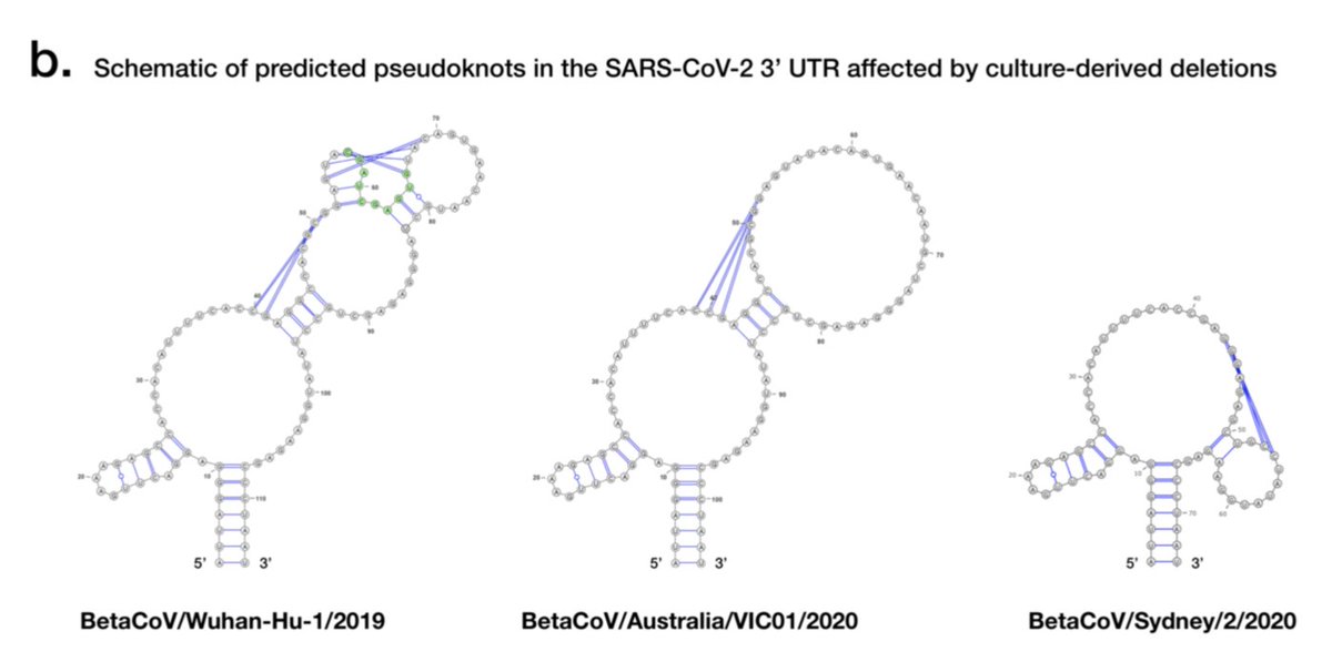 A small number of culture-derived SARS-CoV-2 genomes are also shown to carry deletions at the 3’ UTR; the UTR including areas thought to have roles in regulating viral RNA synthesis 10/12