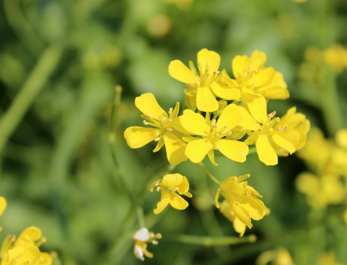 豆腐 こちらはミズナ アブラナ科 チンゲンサイと同じく花 が咲いたら 既にとうが立ってます サラダやジュース用に育てているので もう使えませんが菜の花の仲間ですから 花も辛子酢味噌和えなどで食べられます 花言葉は 虚空 まさに今の僕