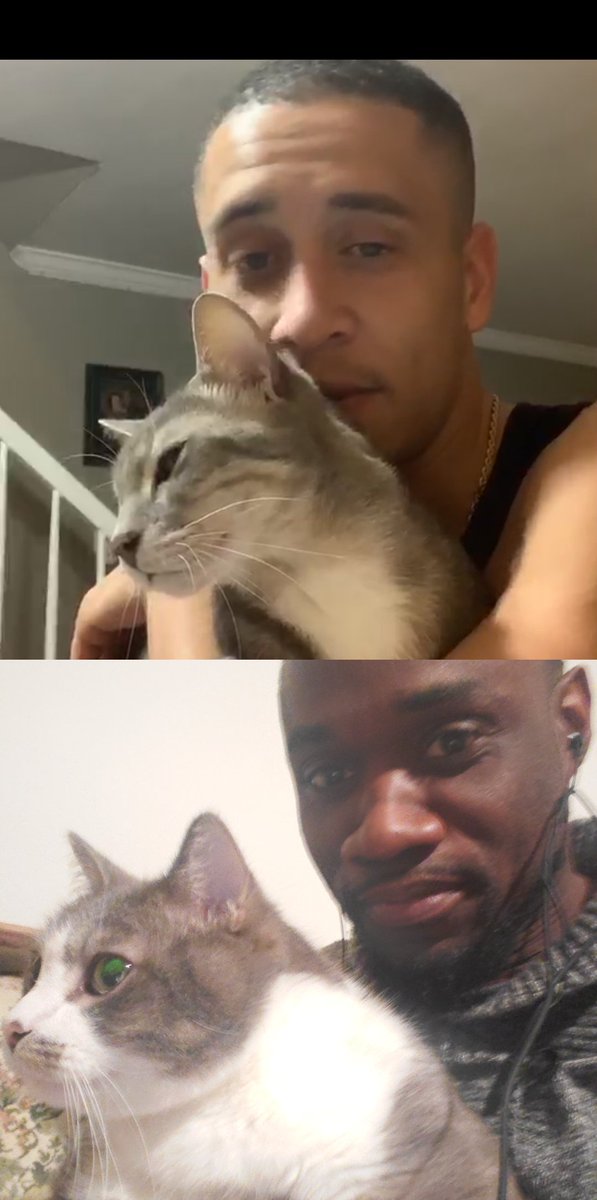 votegriffin's tweet photo. Introducing cats. #LongDistance #QuarantineBoo https://t.co/aq50BZZGbc