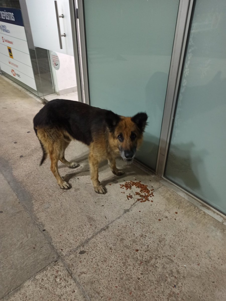 Mathi_to's tweet photo. Genchi, les cuento. Hace unas noches que le estoy dando de comer a estos dos cachorritos que están en el Ancap de Pinamar. Sé que el personal de la estación ha publicado fotos en las redes buscándoles un hogar, hasta el momento sin suerte. Si alguien es de la zona o quiere https://t.co/6XBIMtF4eP