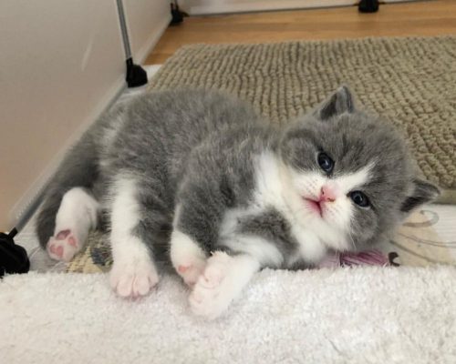Bedankt Mos Overgave Kittens-tekoop.nl on Twitter: "Kittens-tekoop: Britse korthaar  https://t.co/FbbFjZLK5C https://t.co/eIqmd52dko" / Twitter