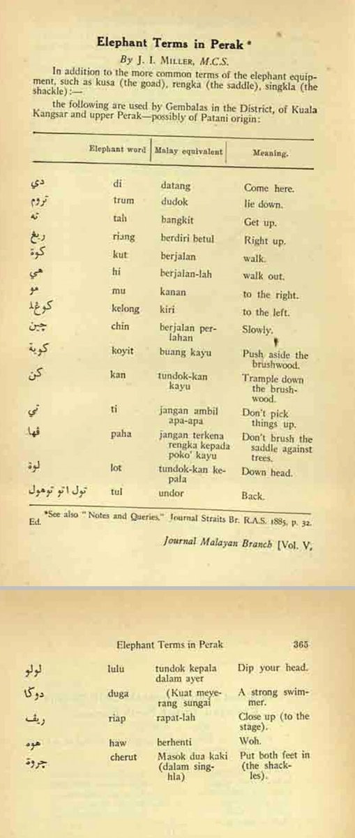 Keakraban alam Melayu dan komuniti gajah dibuktikan dengan catatan J.I Miller(1927), di mana dia mendapati ada 'elephant term' yang digunakan oleh orang Melayu di sekitar Kuale Kangsor & sekitar Hulu Perak.