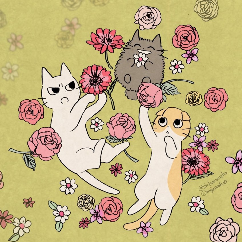 cat flower no humans pink flower animal focus holding rose  illustration images