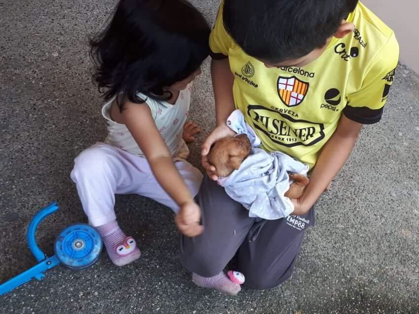 e3dga9rH's tweet photo. ¡Porque las buenas noticias también merecen ser compartidas! Todos los perritos al fin consiguieron un hogar 🥰. Queremos agradecer a todas las personas de buen corazón que nos ayudaron con su FAV o RT, y en especial a quienes acogieron a estos angelitos en sus hogares. https://t.co/ll03LGeeiA