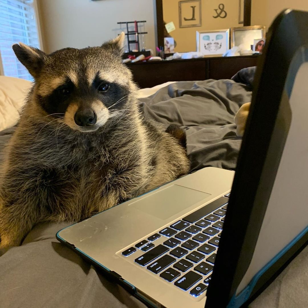 kingswaybia's tweet photo. Three weeks ago I was sifting through garbage at nights, now I'm writing a book, "A racoon tail: from trashy to techy". Staying home has its perks! ππ
π·: @baxterrigby on IG
#QuarantineLife #goneloopy #delirious #StayHomeStaySafe https://t.co/29uHJpQIwM