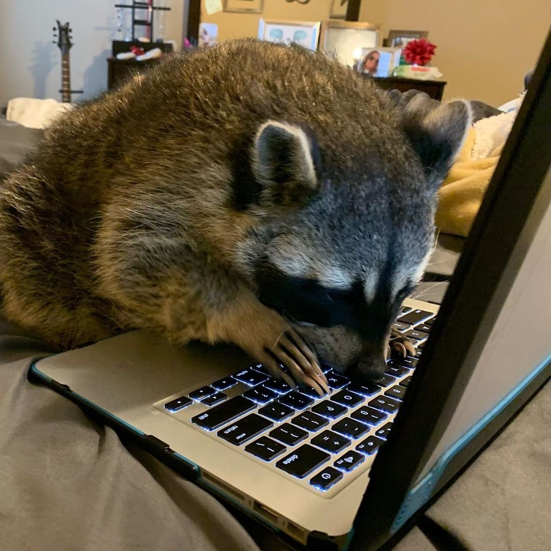 kingswaybia's tweet photo. Three weeks ago I was sifting through garbage at nights, now I'm writing a book, "A racoon tail: from trashy to techy". Staying home has its perks! ππ
π·: @baxterrigby on IG
#QuarantineLife #goneloopy #delirious #StayHomeStaySafe https://t.co/29uHJpQIwM
