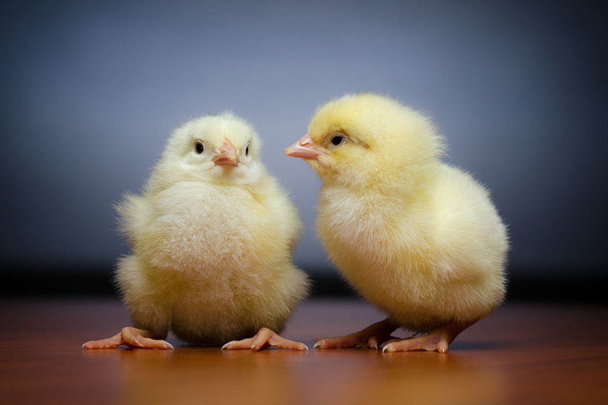 I am THIS close to ordering baby chicks this spring to be laying hens! 😳🐣 #SendHelp