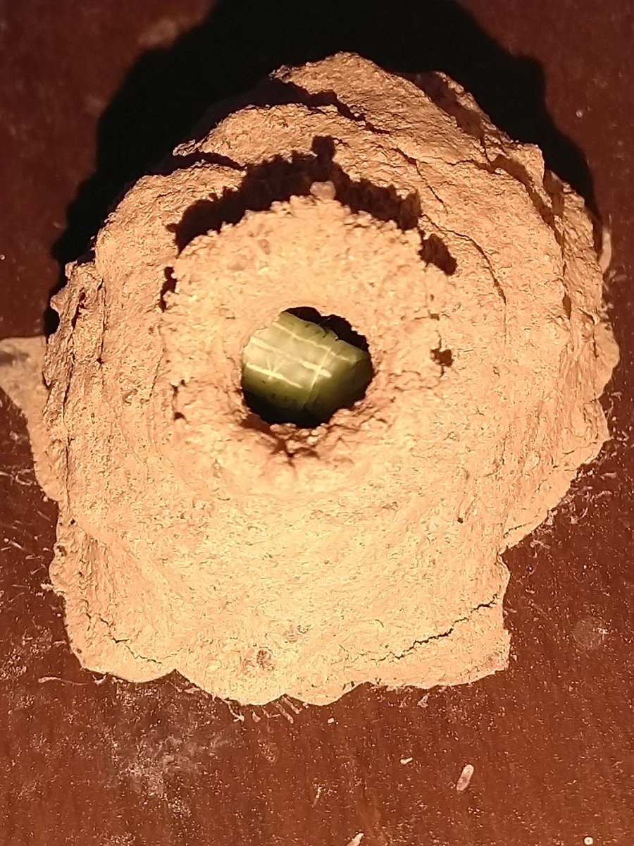 Day 3,4 update so far: I realised that when I left the room for a little while (you know,one needs to eat,brush teeth,wash the piling up vessels etc...) our madam managed to sneak in a large green caterpillar. This I discovered last night when I casually peeked into her pot+