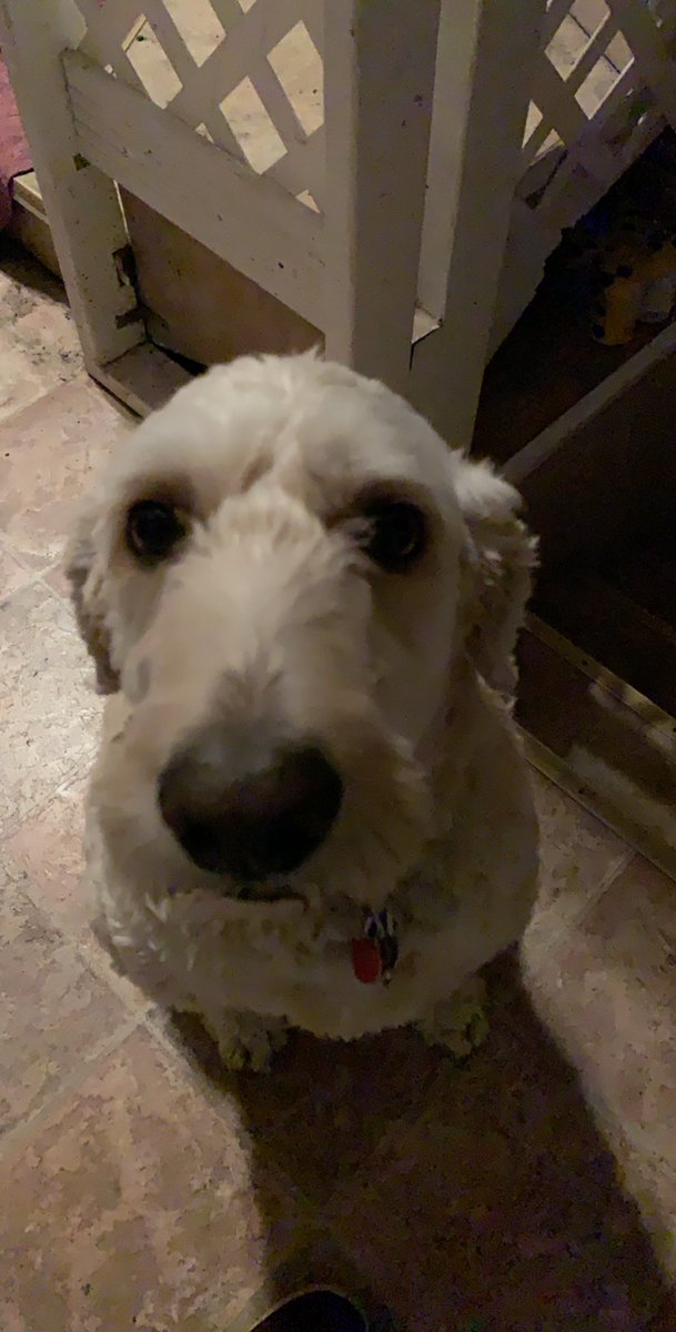 I made it 2.63 miles today with a slightly faster pace. Sheldon thinks we’ve got more miles in us but I’m tired!! #mortonpride <a href="/MustangRunClub1/">Morton Mustang Run Club</a> #halfmarathon #goalsathome