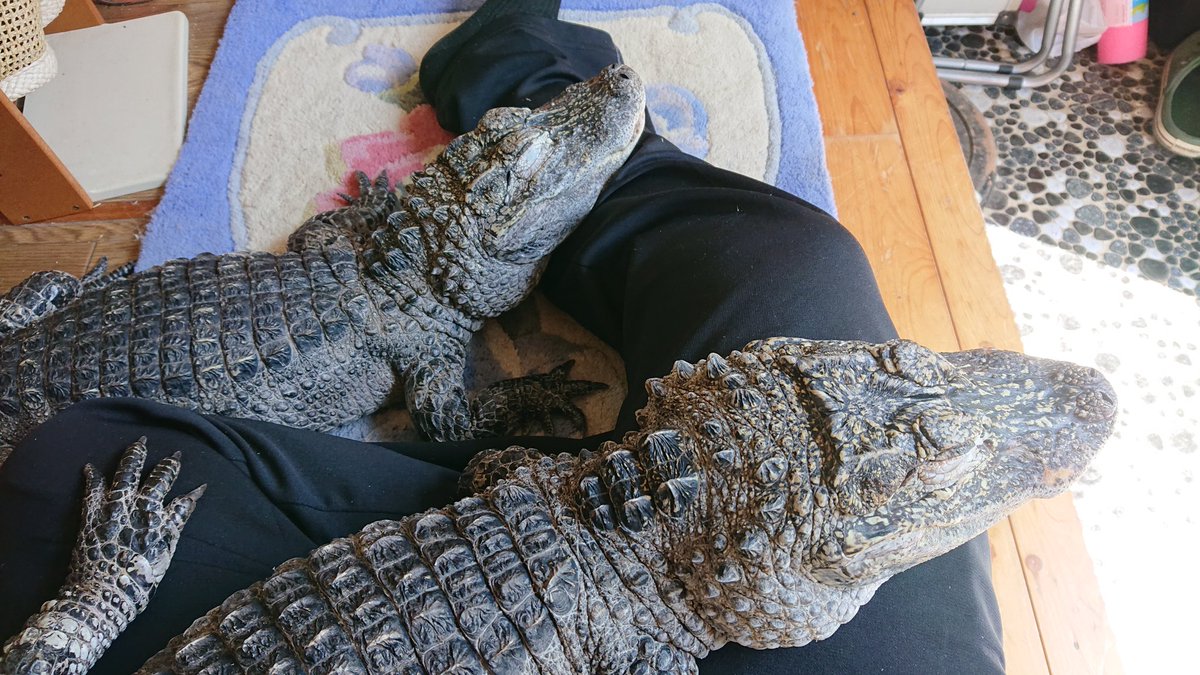 ワニ男 筋肉鰐野郎 Na Twitterze 紫外線灯届くまで天気が良かったから少し日光浴 久しぶりのツーショットw 気持ち良さそうに１時間位寝てた 俺は服装が黒だったから暑くて辛かった